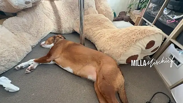 millamischief Chat XXX in diretta