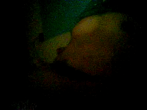 Ahorkaruka live XXX chat
