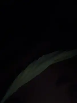 XXX chat uživo modela lucero1902