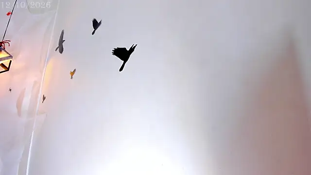 Živý XXX chat Krissi_latore