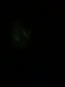 SinnedShinny Show Webcam