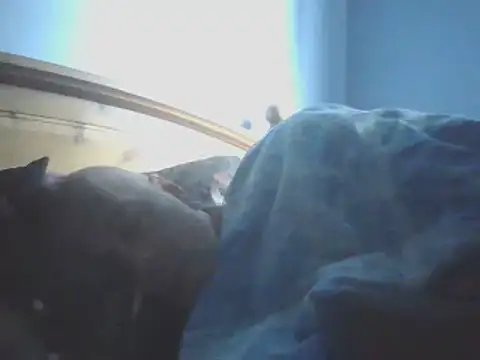 SHARPSkinhead Live XXX-chat