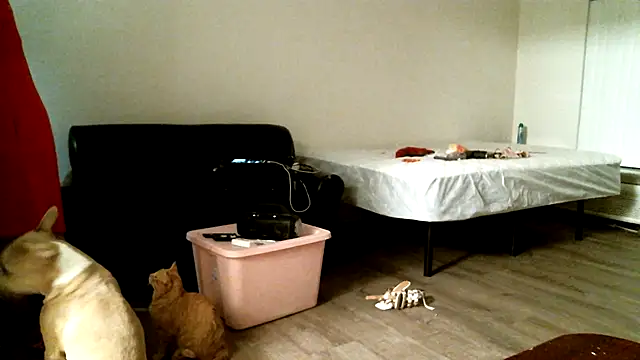 Chat XXX ao vivo de SexyB214