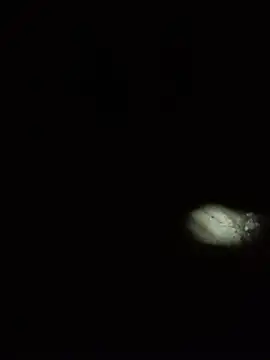 Iamrahul000000 在線直播表演