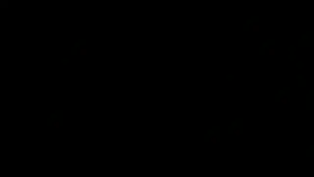 flexingplexico webkamerás műsora
