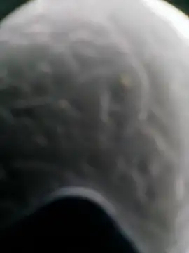 Show de webcam de Renata1481