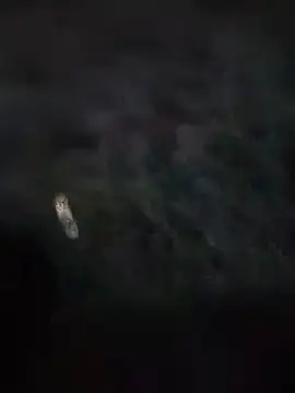 Živý XXX chat misscectito13