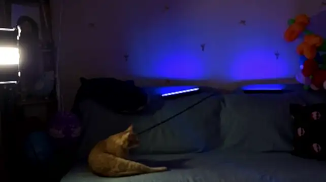 milliedoll Chat XXX live