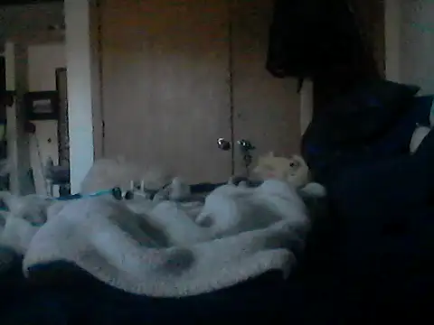 Show webcam de Silencio26