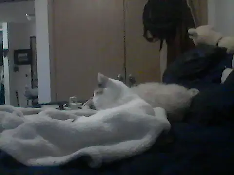 Show webcam de Silencio26