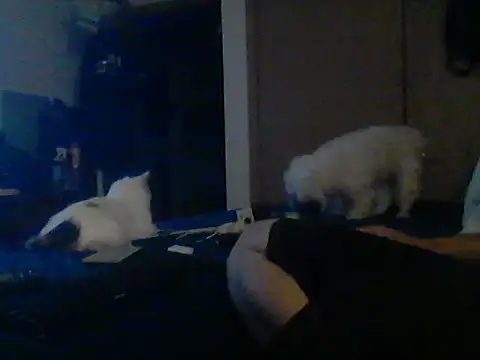 Silencio26 Webcamshow
