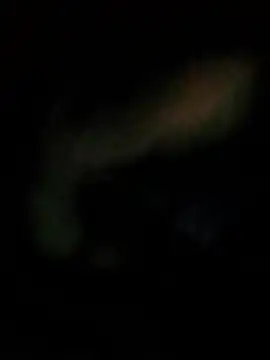 SinnedShinny Show in webcam
