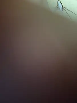 Deexxxteer webcam show