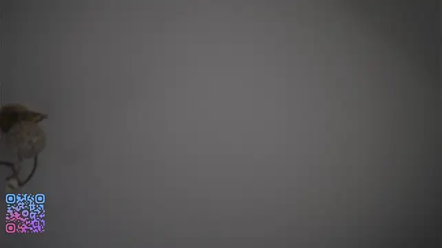 EvelyneWineinger's Live XXX Chat