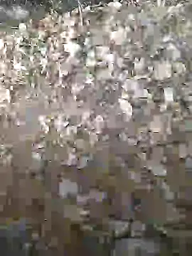 Show de webcam de Desiboystripchat