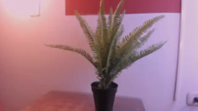 Chat XXX en directo de AminaFlamee