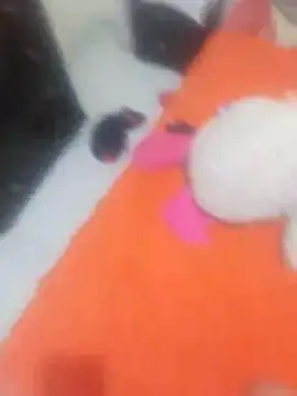Chat XXX en directo de bunny_77