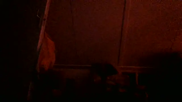 dutchcruisingBOII Webcam-Show