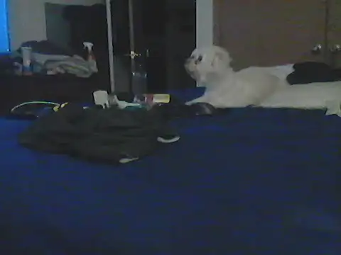 Živý XXX chat Silencio26