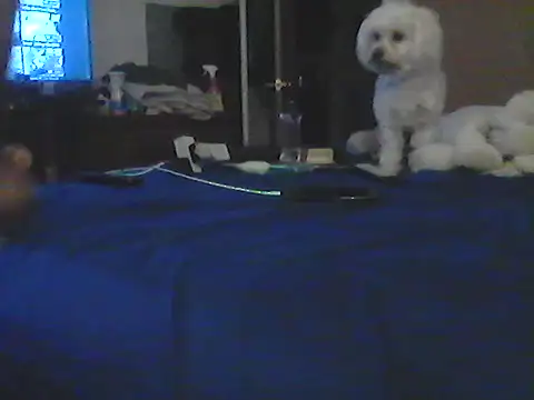 Silencio26 Show in webcam