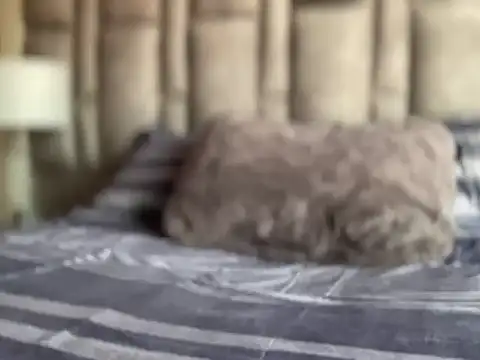 Živý XXX chat alexandergrey760886