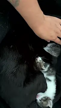 Živý XXX chat Moonbell_bell