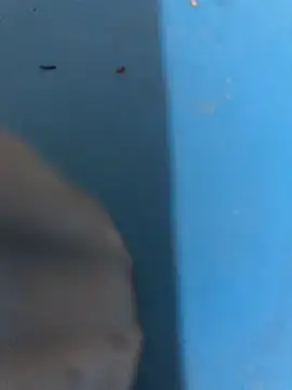 katilikat Webcam-Show