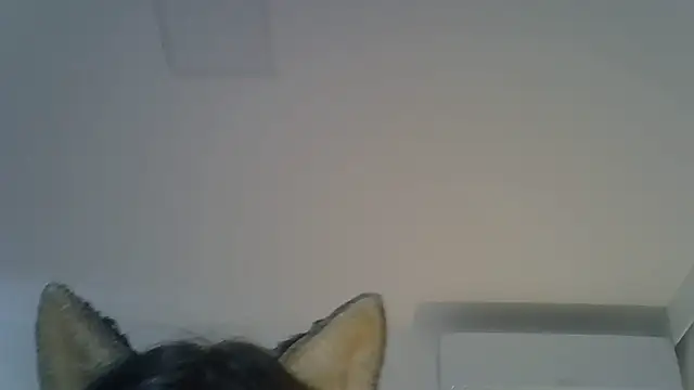 Show de SkinnyKitten na webcam