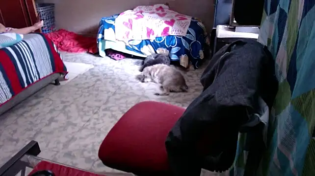 Chatroom XXX en direct de Barbiegomez