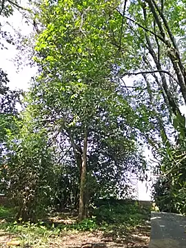 Yuky_ta Chat XXX live