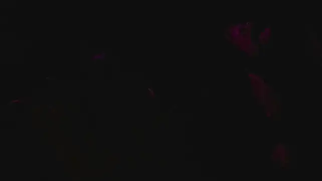 slutforyou_n Webbikameraesitys